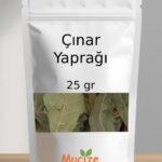 Cinar Yapragi Kurusu