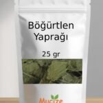 Bogurtlen Yapragi Kurusu