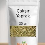 Caksir Yaprak